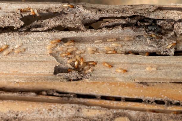 Best Wasp Removal Services  in Cleveland, OK